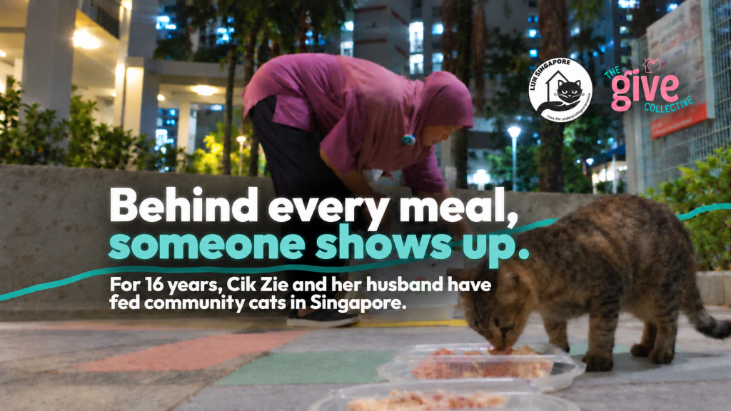 Let’s Save Singapore’s Homeless Cats from Hunger – Luni Singapore