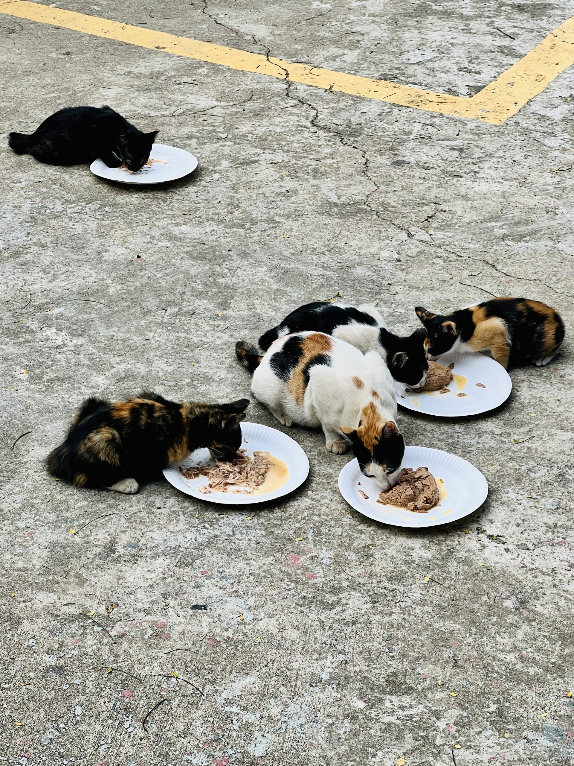 Changi Comm Cats